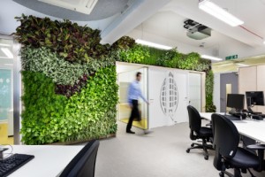 Image of the living wall in UKGBC's new office, where Rype Office provided some office furniture
