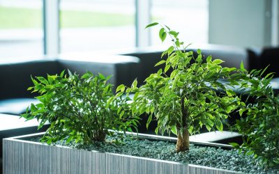 Office plants – the science of workplace greenery
